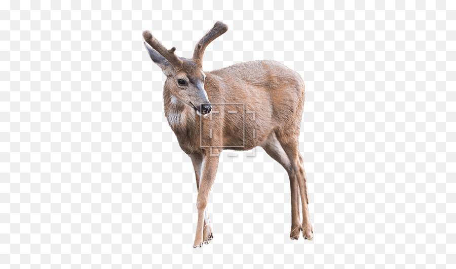 Young Elk - Immediate Entourage Reindeer Png,Elk Png