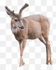 Young Elk - Immediate Entourage Reindeer Png,Elk Png