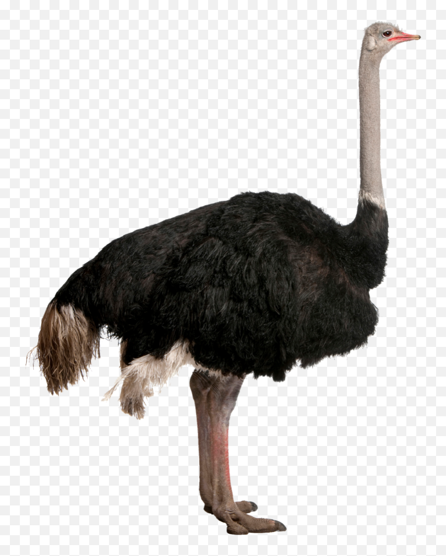 Download Free Png Ostrich Owl - Dlpngcom Ostrich Png,Owl Png