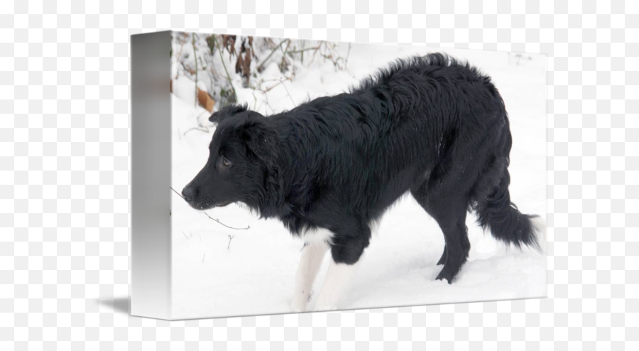 Border Collie Stair Down By Todd Vancantfort - Himalayan Sheepdog Png,Border Collie Png