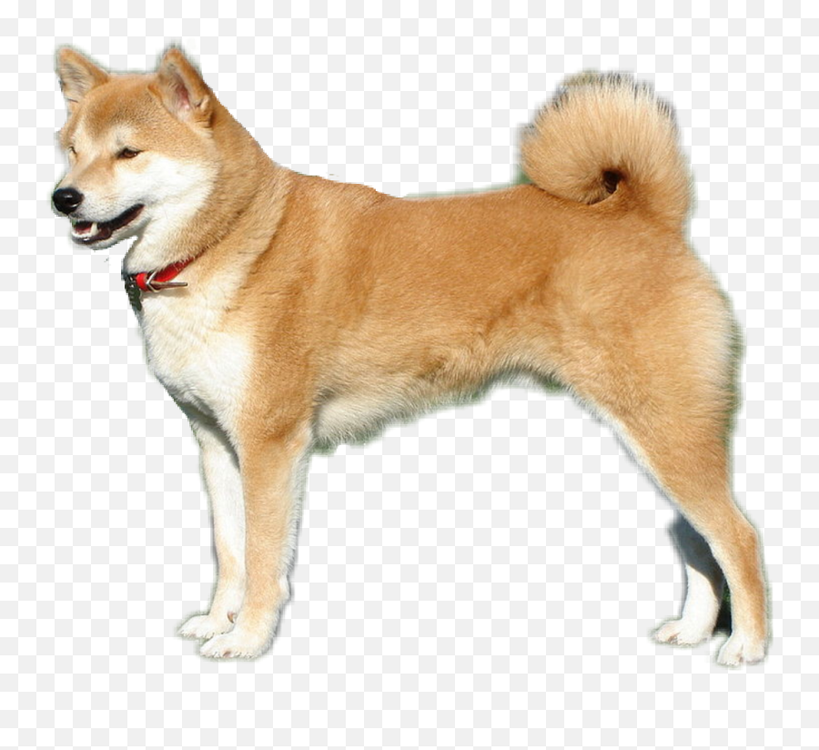 Doggo Shiba Inu - Dünyann En Sadk Köpei Png,Doggo Png