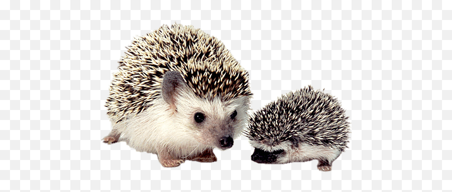 Hedgehog Mother And Baby Transparent Png - Stickpng Cute Animal On Earth,Baby Transparent