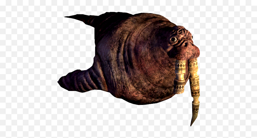 Walrus, Alice Wiki