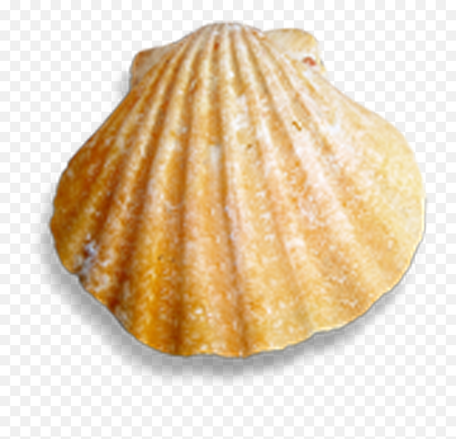 Conch Shells And Seashells Png Download - Seashells Png,Seashells Png