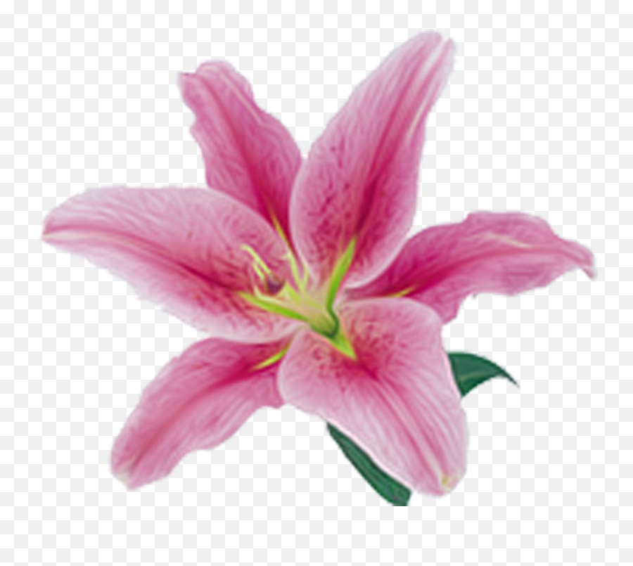 Pink Lily Flower Png Transparent - Pink Lilies Png,Lillies Png