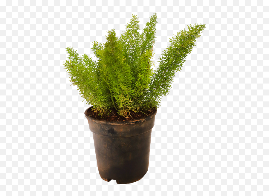 Ferns - Plants By Category Plants Flowerpot Png,Ferns Png