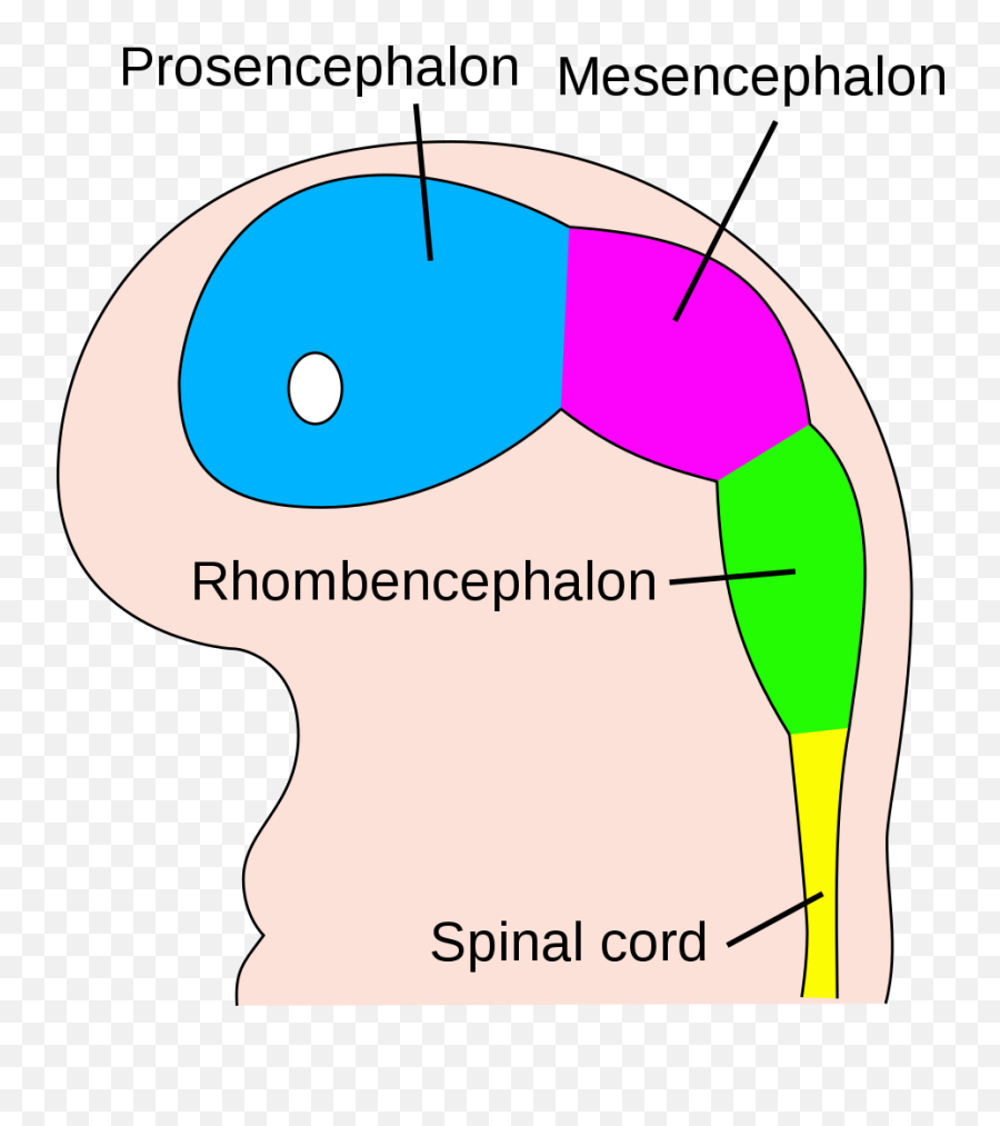 Four Week Embryo Brain - Brain At Four Weeks Png,Embryo Png