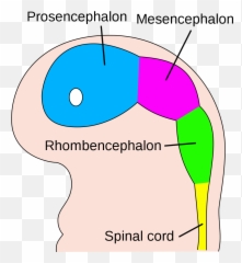 Four Week Embryo Brain - Brain At Four Weeks Png,Embryo Png