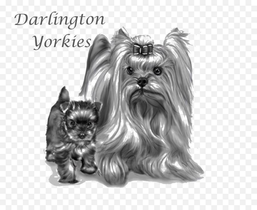 Darlington Yorkies U2013 Sa - Yorkshire Terrier Png,Yorkie Png