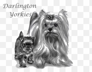 Darlington Yorkies U2013 Sa - Yorkshire Terrier Png,Yorkie Png