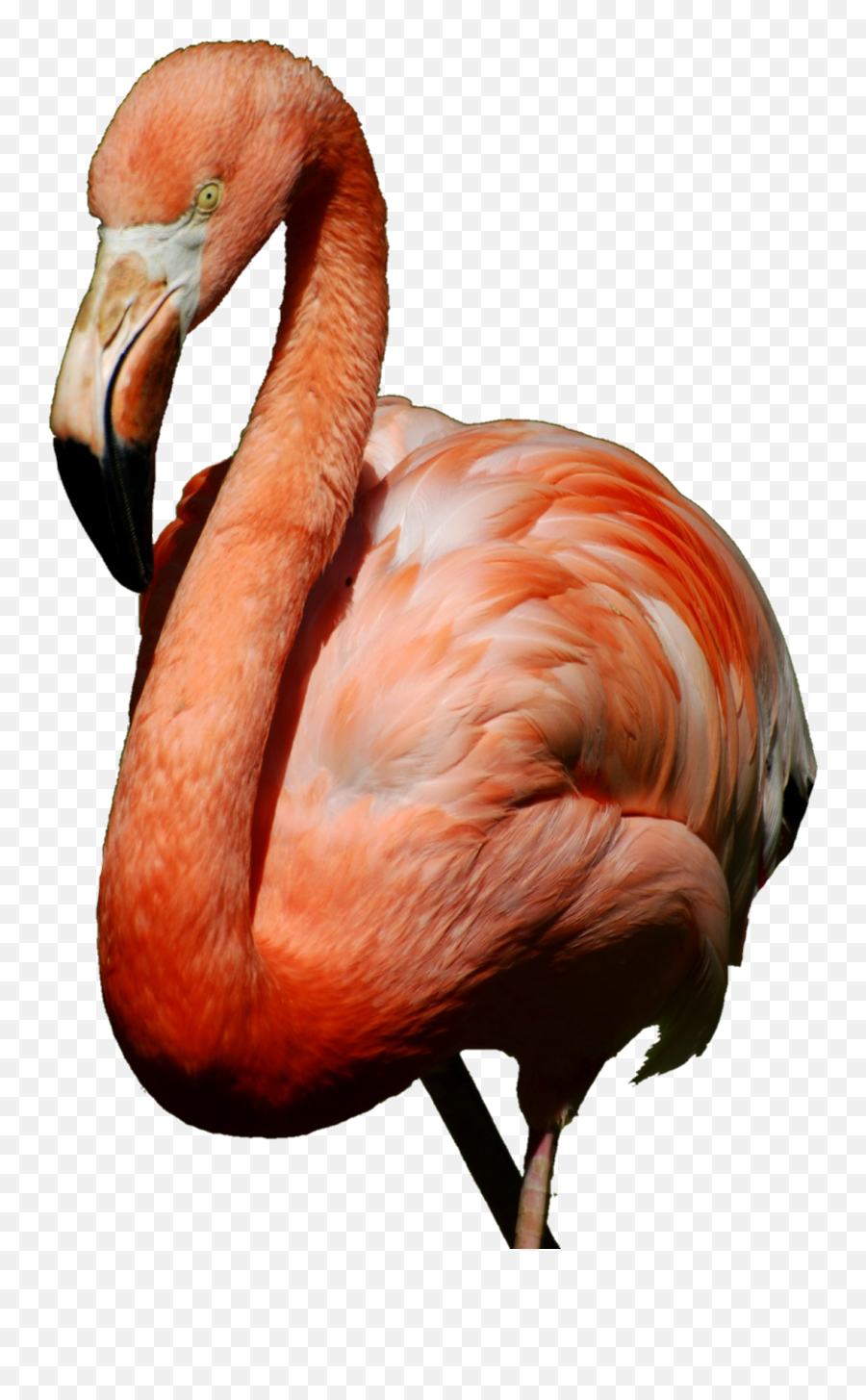 Flamingo Png Nobackground Sticker By Daniel Barros - Phoenicopterus,Flamingo Png