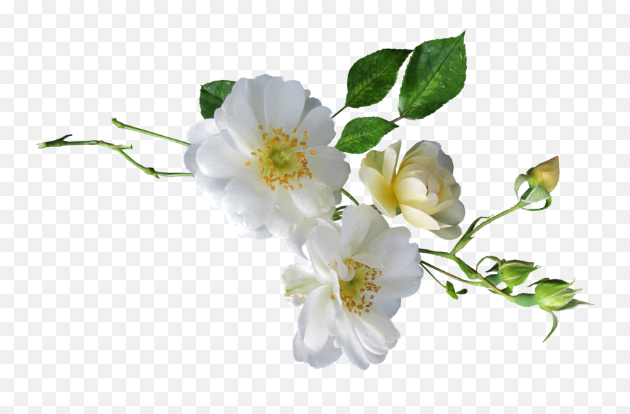 Rose White Singlerose Singlepng Snipstock - Burnet Rose,Single Rose Png
