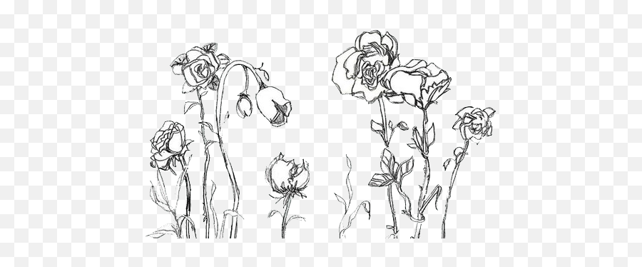 Free Transparent Png Download - Flowers Aesthetic Drawing Png,Transparent Flower Drawing Tumblr