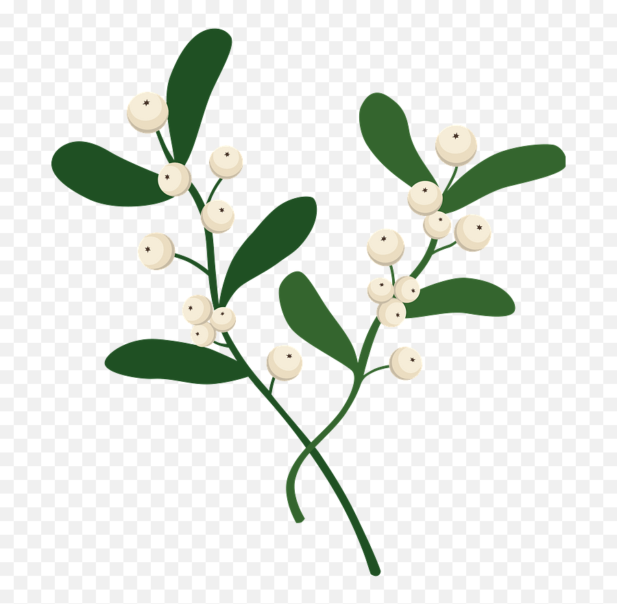 Mistletoe Clipart - Santalaceae Png,Mistletoe Transparent