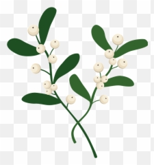 Mistletoe Clipart - Santalaceae png