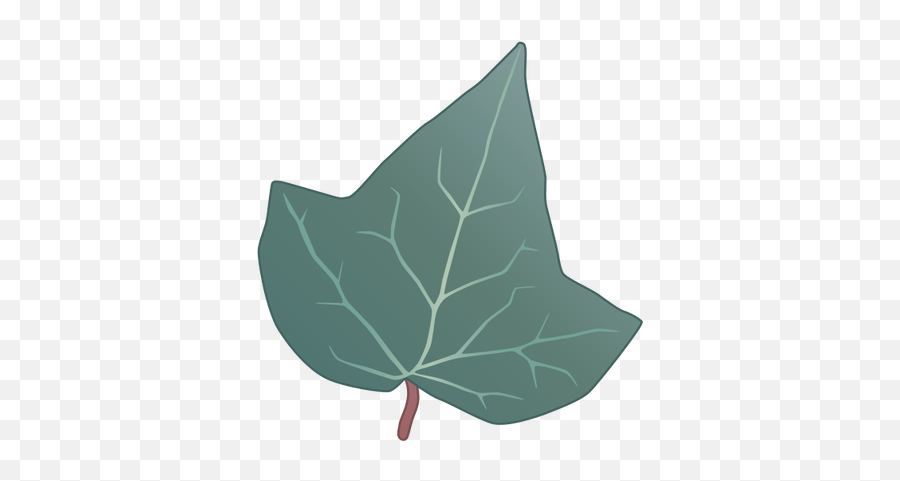Download Ian Symbol Hedera Helix Leaf - English Ivy Leaf Png,Ivy Leaf Png