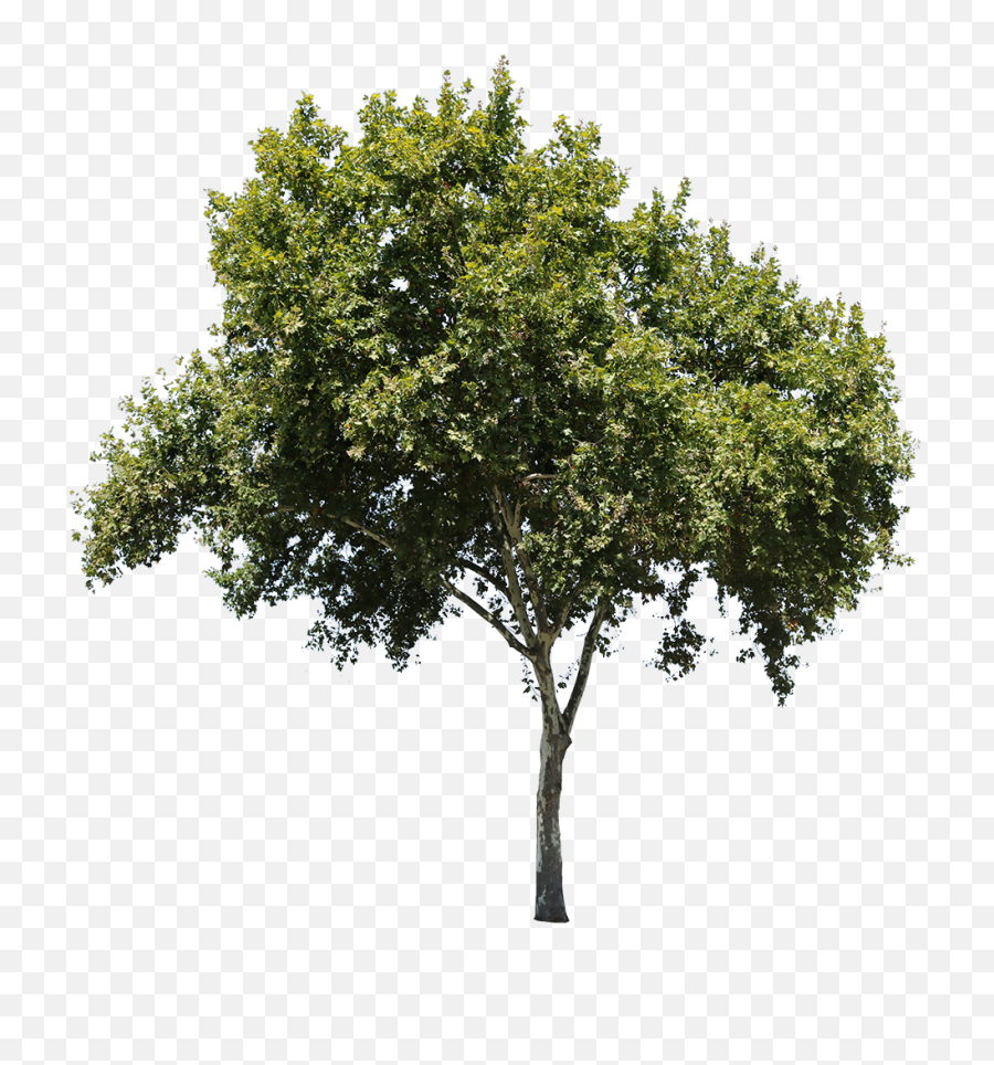 Apple Tree Isolated - Tree Cut Out Png,Tree Elevation Png