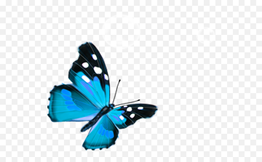 Butterfly Blue - Blue Butterfly Png Transparent,Butterfly Transparent