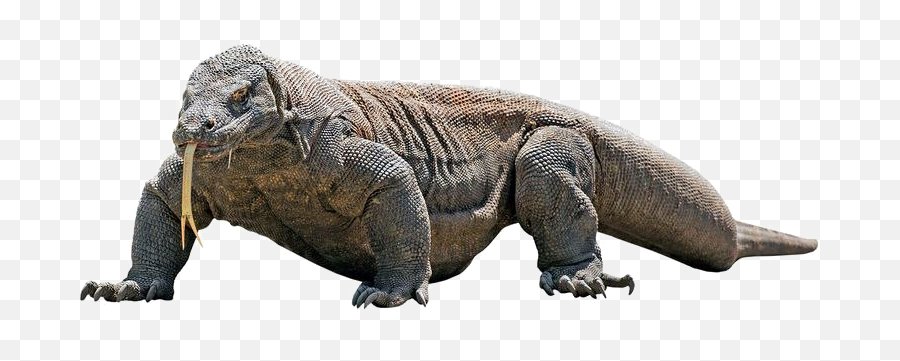 Komodo Dragon Png Transparent Image - Komodo Dragon Transparent Background,Komodo Dragon Png