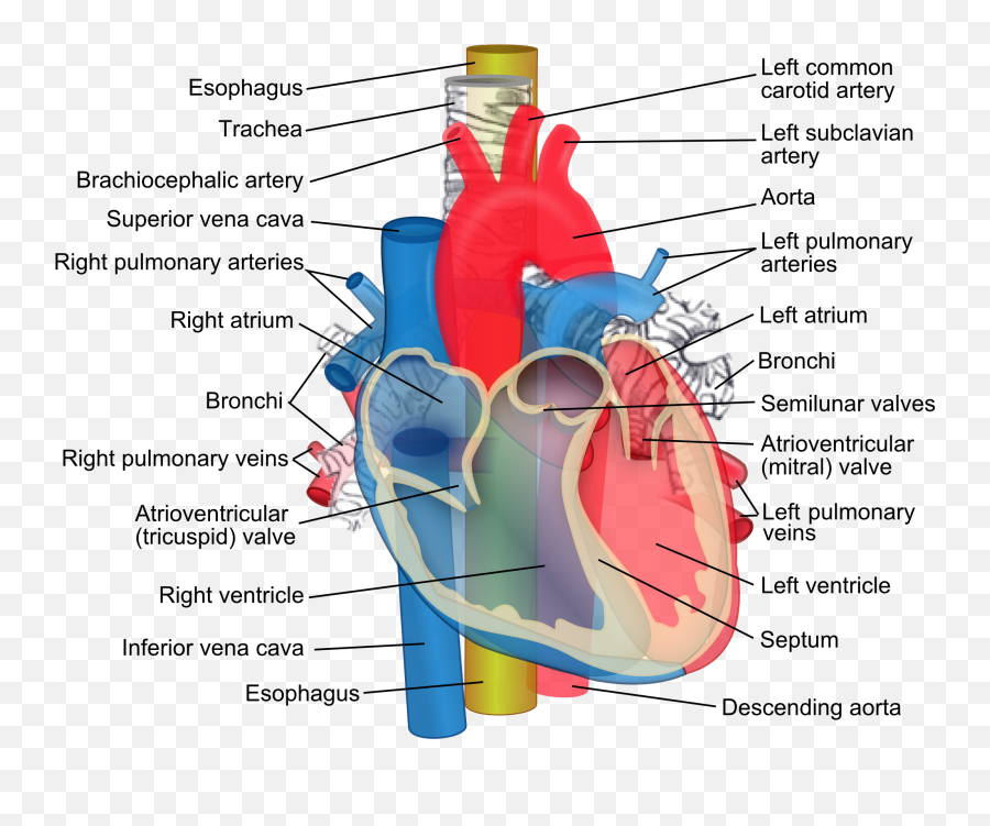 Aorta Trachea Esophagus - Difference Between Coronary Artery And Pulmonary Artery Png,Anatomical Heart Png
