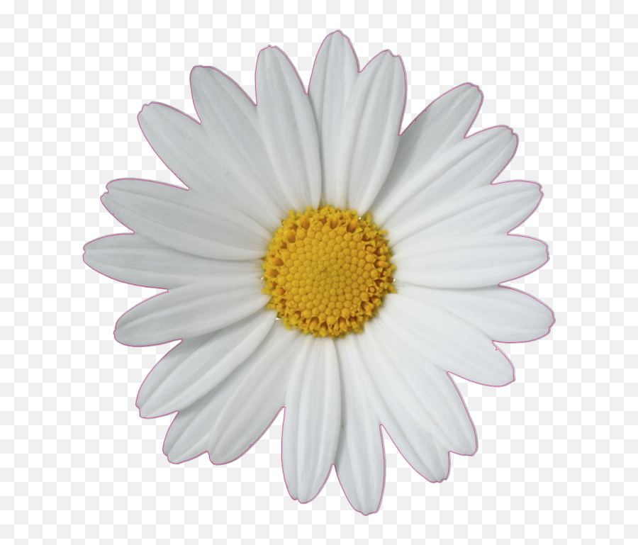 Common Daisy Flower Clip Art - Flower Tumblr Sticker Transparent Png,Daisy Png