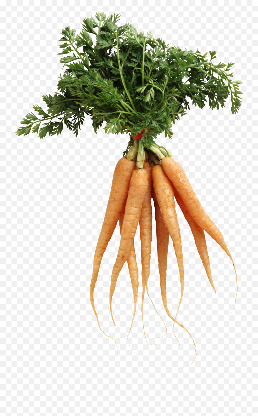 Carrot Png Image - Transparent Background Carrots Transparent,Carrot Transparent Background