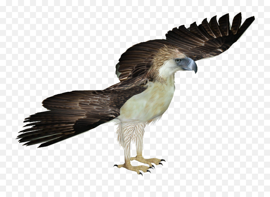 View And Download Hd Philippine Eagle - Harpy Eagle Png Png Harpy Eagle Png,Harpy Icon