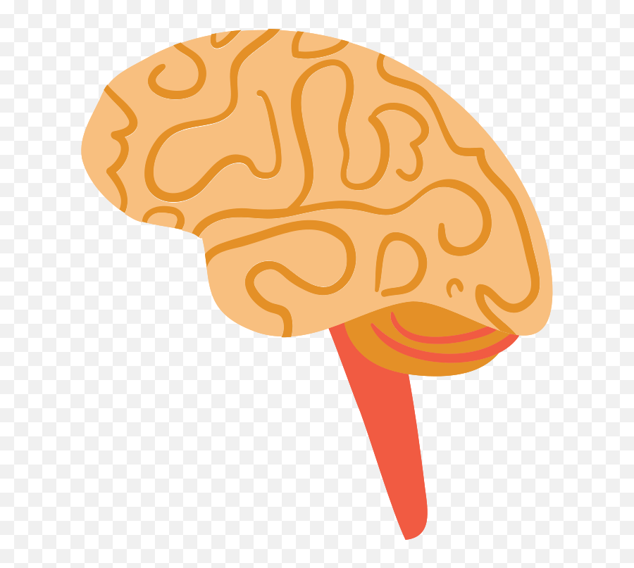 Free Brain 1201291 Png With Transparent Background - Png Thumbnail Hersenen Png,Brain Png Icon