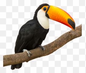 Tucan - Toucan Stock Png,Tucan Png