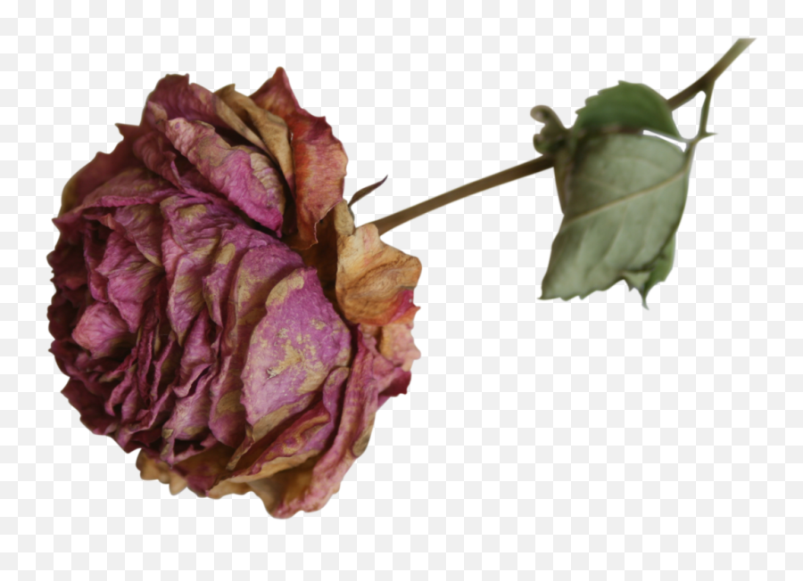 Dead Flowers Png 5 Image - Dried Roses Png,Dead Flowers Png