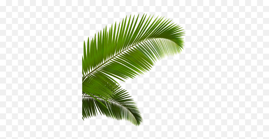 Png V65 Image L1227706092 Palm Leaves - Real Leaves Png,Palm Png