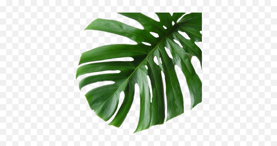 Tropical Plant Png - Tropical Plant Green Sticker Palm Tropical Palm Leaves Png,Tropical Plants Png