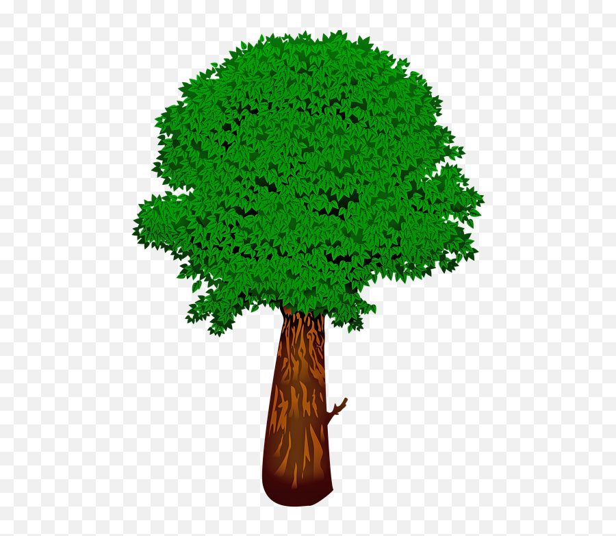 Green Tree Leaves Summer - Arboles Genealogicos Sin Nombres Png,Tree Illustration Png