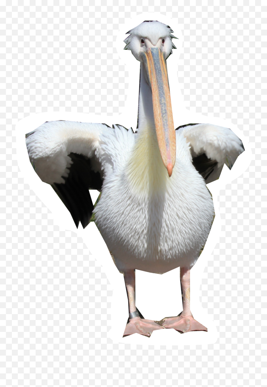 Walking Png Images - Portable Network Graphics,Pelican Png
