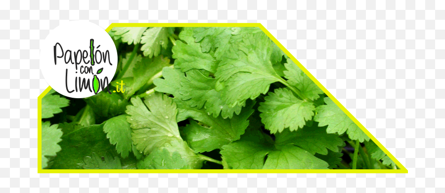 Cilantro - Wansui Daun Ketumbar Png,Cilantro Png