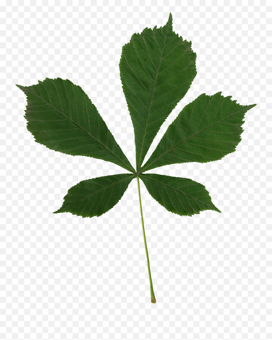 Fileaesculus Hippocastanum Scanned Leafpng - Wikimedia Commons Leaf Aesculus Hippocastanum,Maple Leaves Png