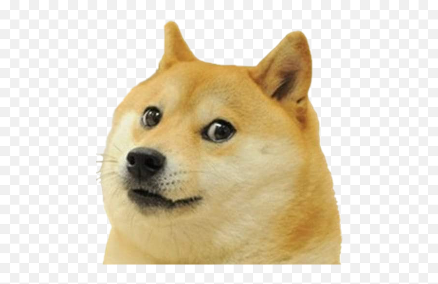 Doge Meme Doggo Dogge Dog Png - Doge Transparent Png,Doggo Png