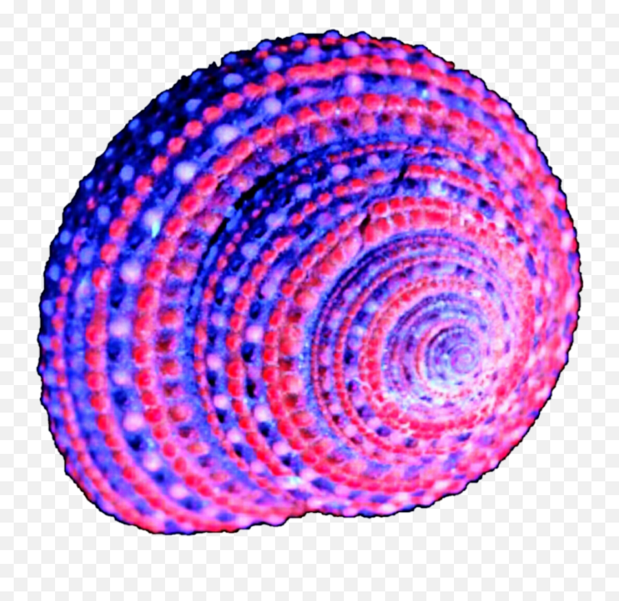 Download Purple Shell Clipart - Purple Seashell Png,Seashells Png