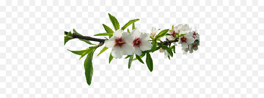 Almond Tree White Flowers - Flower White Tea Png,White Flower Transparent