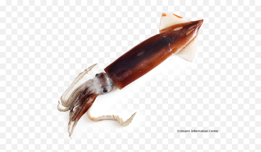 Squid - Giant Squid Png,Squid Png