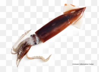 Squid - Giant Squid Png,Squid Png
