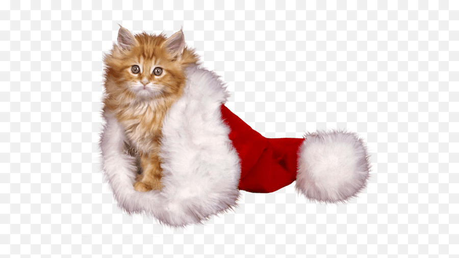 Kitten Christmas Whiskers Cat For - Fur Clothing Png,Kitten Transparent