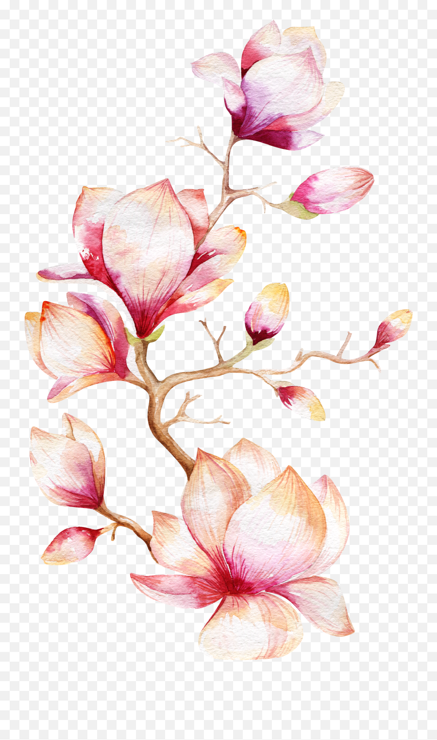Magnolia Tree Watercolor Painting - Black And White Watercolor Flowers Png,Orchid Png