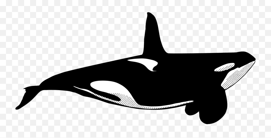Orcas - Killer Whale Transparent Cartoon Jingfm Killer Whale Png,Killer Whale Png