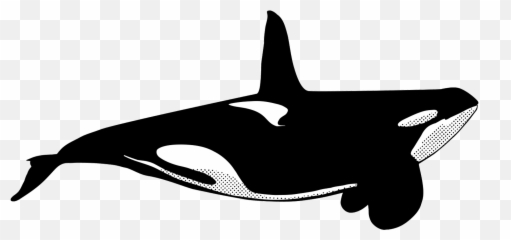 Orcas - Killer Whale Transparent Cartoon Jingfm png
