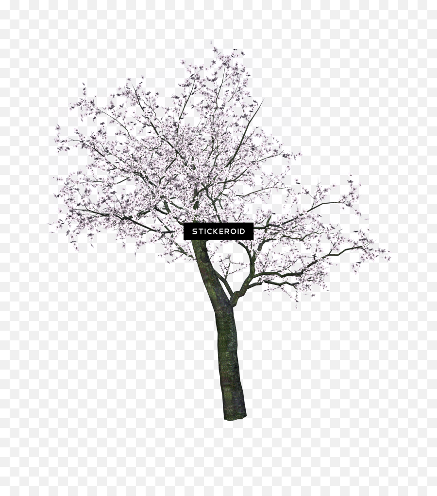 Download Hd Cherry Tree - Spring Trees Png Transparent Png Cherry Blossom Tree Drawing Black And White,Trees Png Images