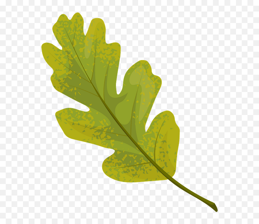 Valley Oak Summer Leaf Clipart - Oak Leaf Silhouette Vector Png,Oak Leaf Png