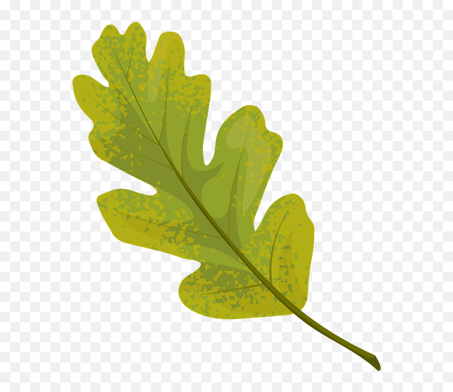 Valley Oak Summer Leaf Clipart Oak Leaf Silhouette Vector Png Free Transparent Png Images Pngaaa Com