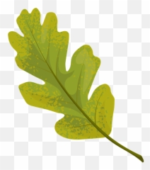 Valley Oak Summer Leaf Clipart - Silhouette Vector png