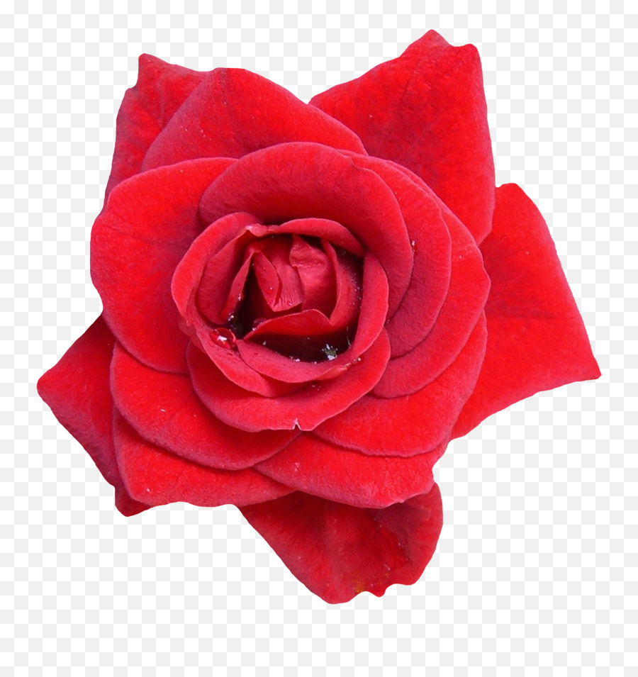 Red Rose Png Images - Pngpix Transparent Rose Flower Png,Single Rose Png
